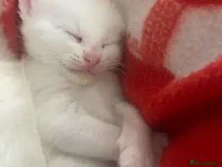 Bengal cats Snow Bengal/ khao manee kittens - Advert 8