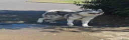 Siberian Husky dogs for stud: husky for stud - Advert 2
