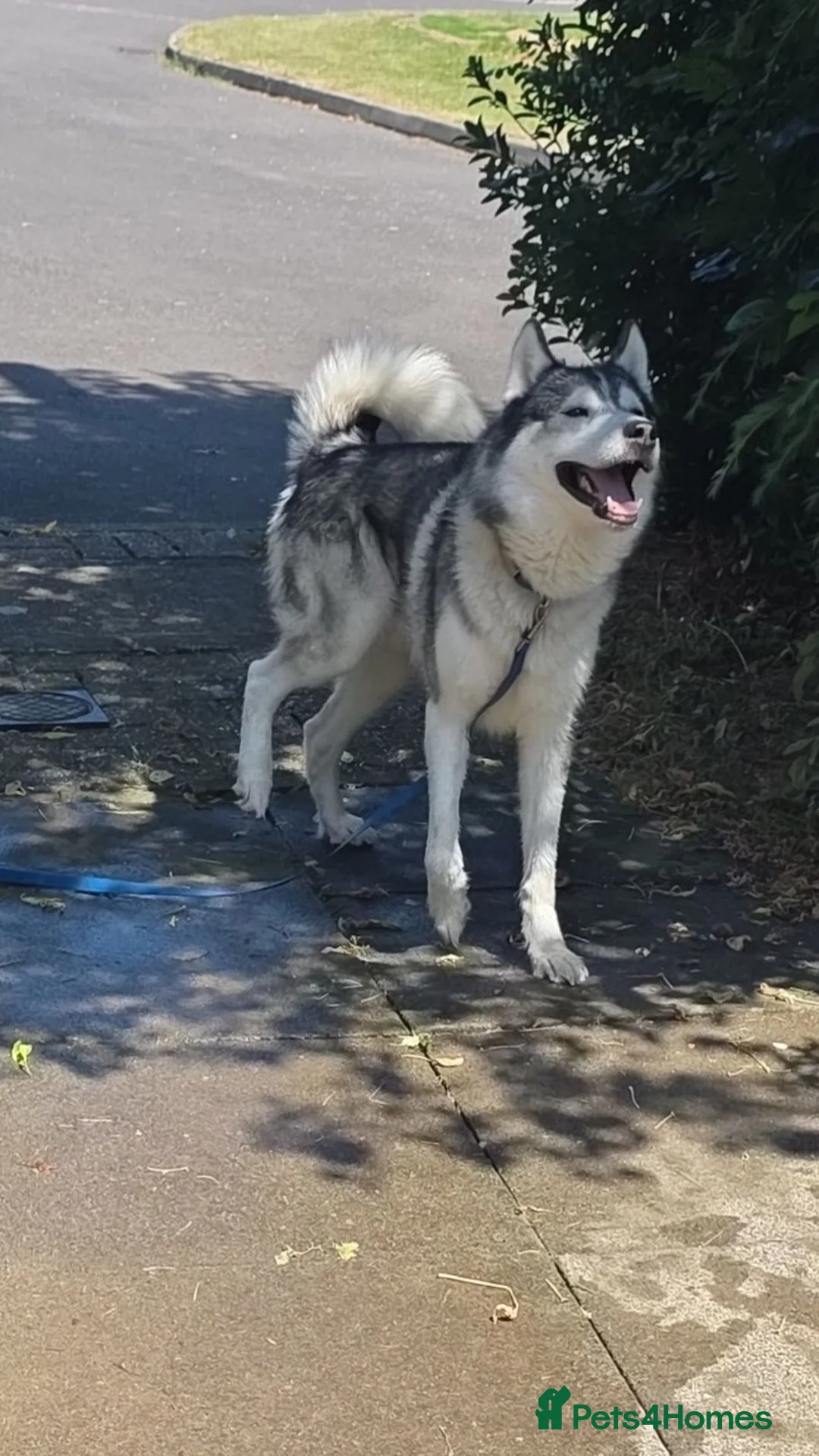 Siberian Husky dogs for stud: husky for stud - Advert 2