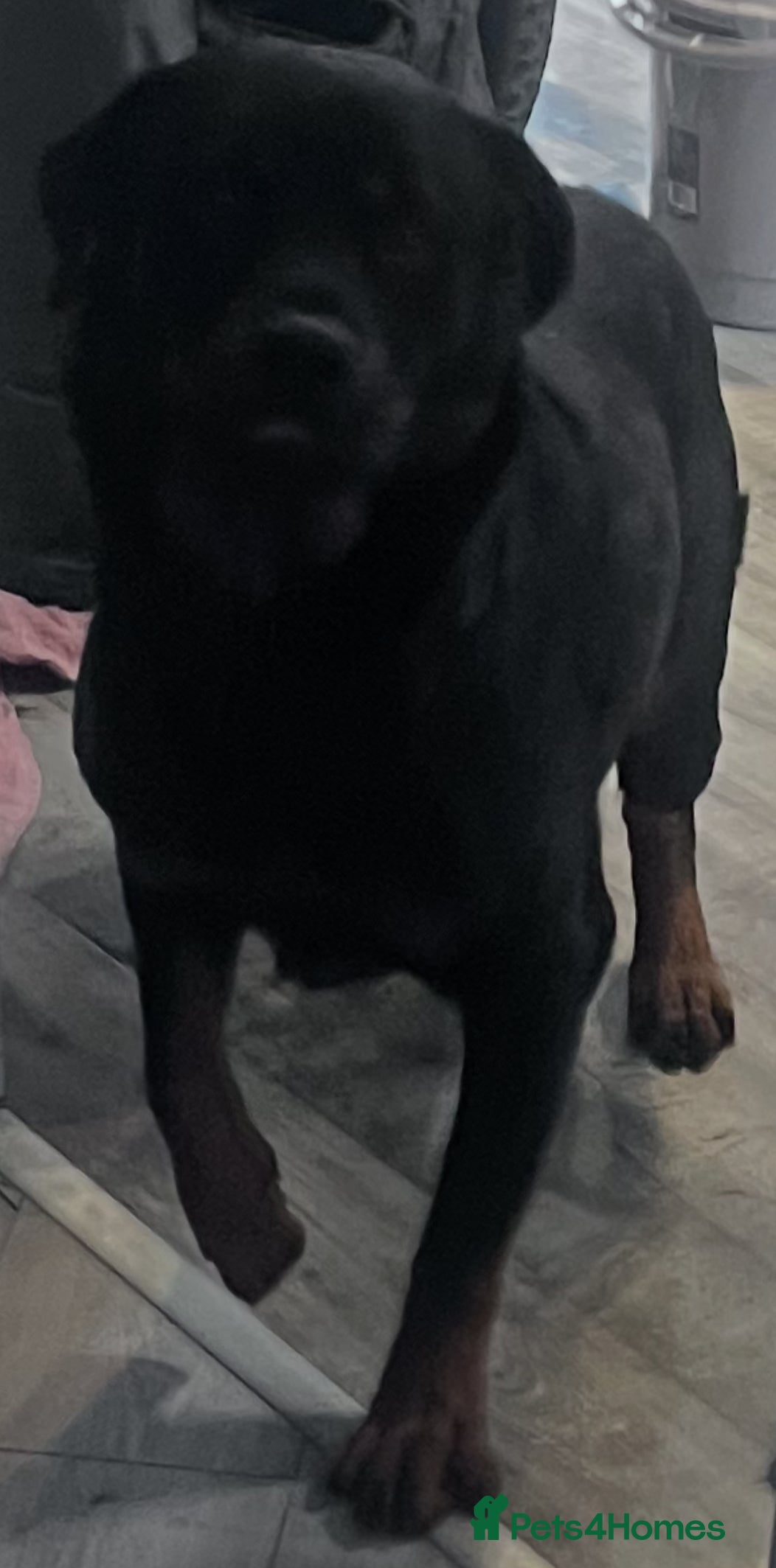 Rottweiler dogs Rottweiler puppies  - Advert 1