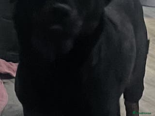 Rottweiler dogs Rottweiler puppies - Advert 1