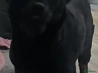 Rottweiler dogs Rottweiler puppies - Advert 13