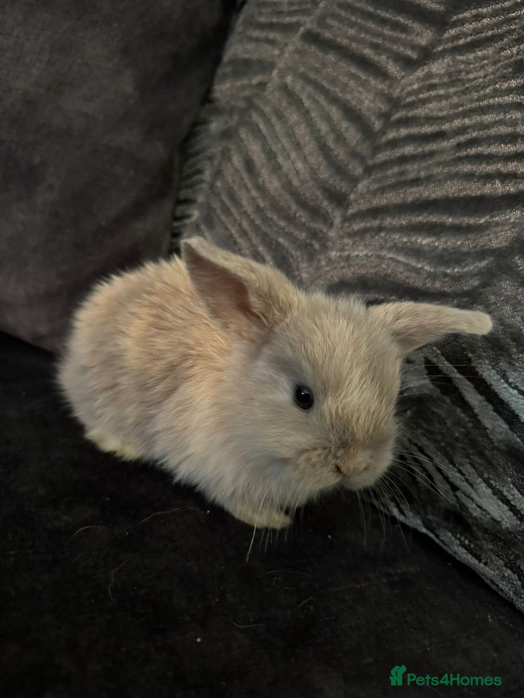 Mini Lop rabbits for sale: Mini Lops & Mini Lion Lops. Separate litters - Image 6