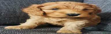 Cockapoo 6