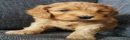 Cockapoo dogs for sale: F1 Cockapoo pups, KC reg health tested parents  - Advert 4