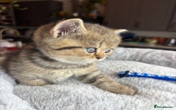 British Shorthair cats for sale: 💎Rare BSH Kittens💎Pedigree Champion Blood Line💎 - Image 21