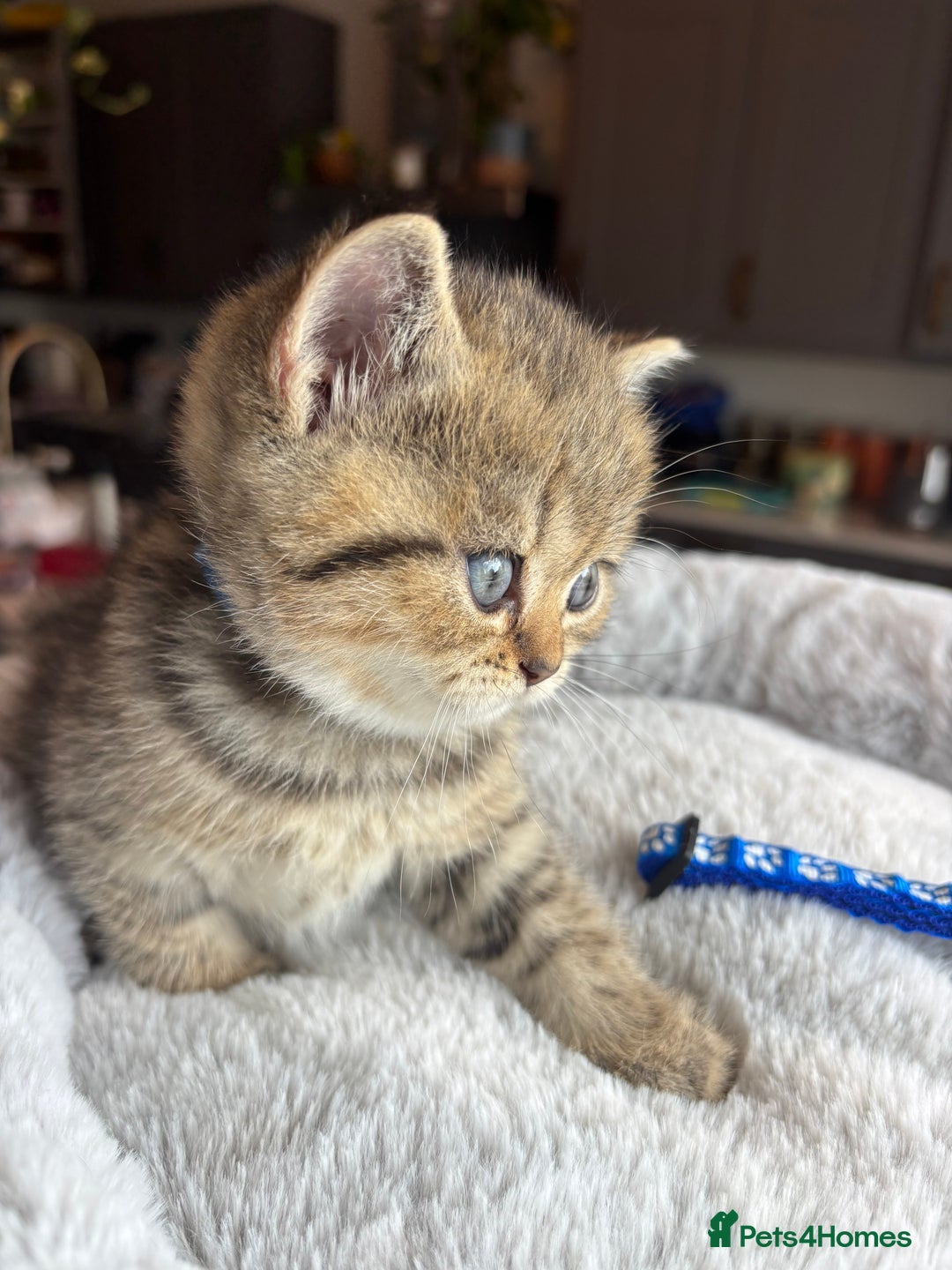 British Shorthair cats for sale: 💎Rare BSH Kittens💎Pedigree Champion Blood Line💎 - Image 21