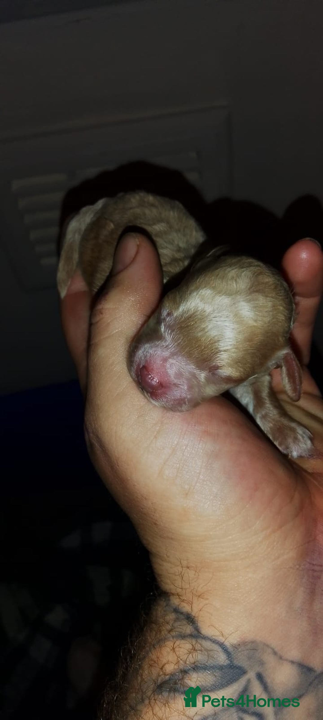Shihpoo dogs for sale: Shihpoo x kc registered toy poodle  - Image 7