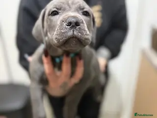 Cane Corso dogs Cane corso 1200 last two females‼️‼️ - Advert 3