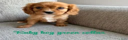Cavalier King Charles Spaniel dogs for sale: Cavalier King Charles puppies  - Advert 7