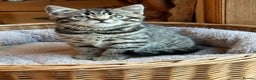 British Shorthair cats for sale: British Shorthair Chocolate Spotted Kittens - Advert 9