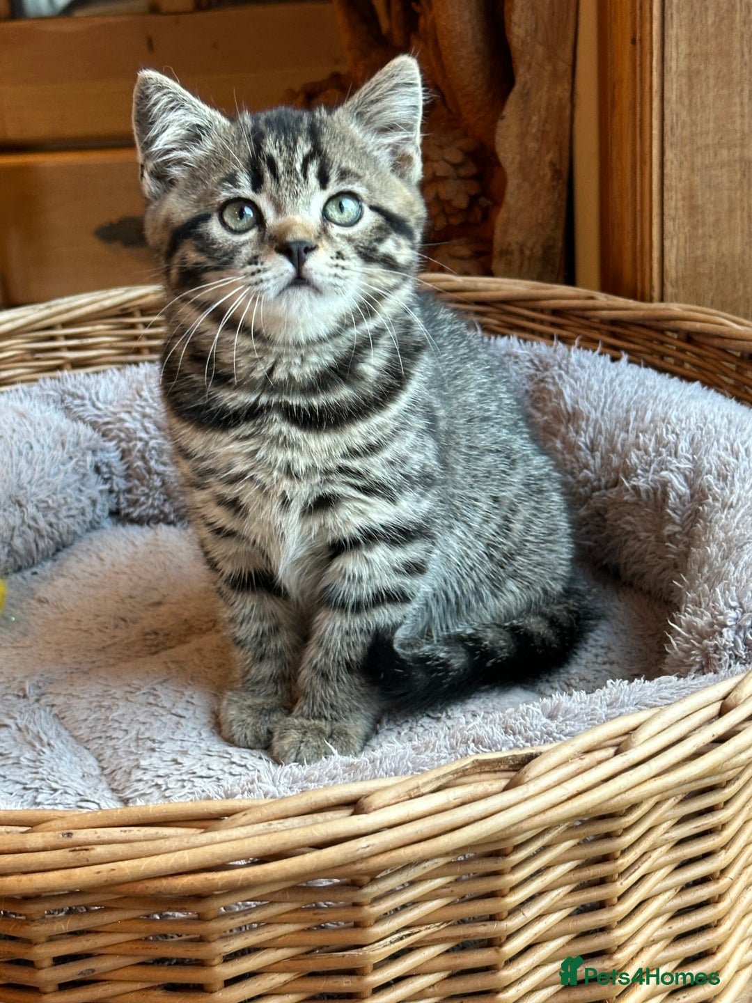 British Shorthair cats for sale: British Shorthair Chocolate Spotted Kittens - Advert 9
