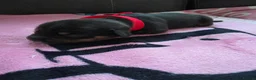 Dachshund dogs for sale: Miniature dachshund puppies  - Advert 8