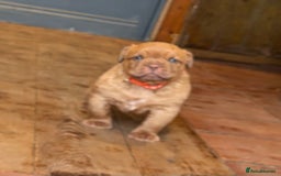Dogue De Bordeaux dogs for sale: DOGUE DE BORDEAUX PUPS  - Image 3