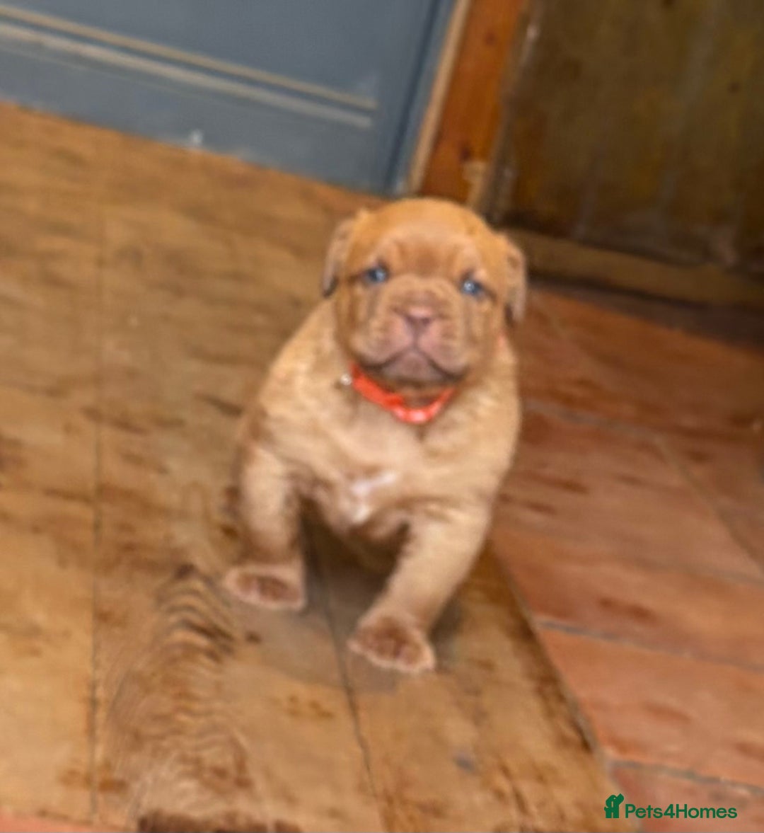 Dogue De Bordeaux dogs for sale: DOGUE DE BORDEAUX PUPS  - Image 3