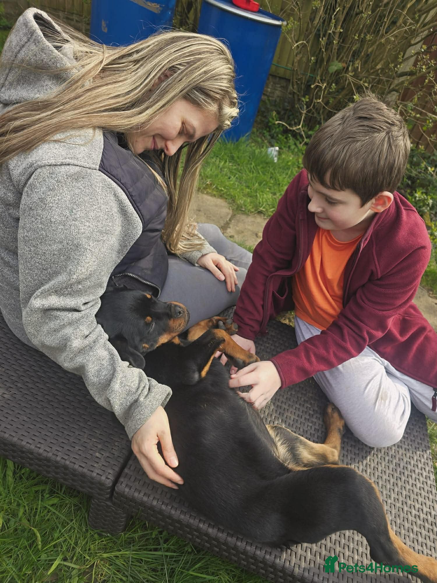 Rottweiler dogs Top German Rottweiler - Advert 3