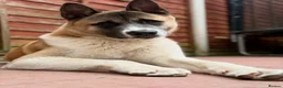 Akita dogs for sale: 2 American Akitas brother & sister in Telford - Advert 7