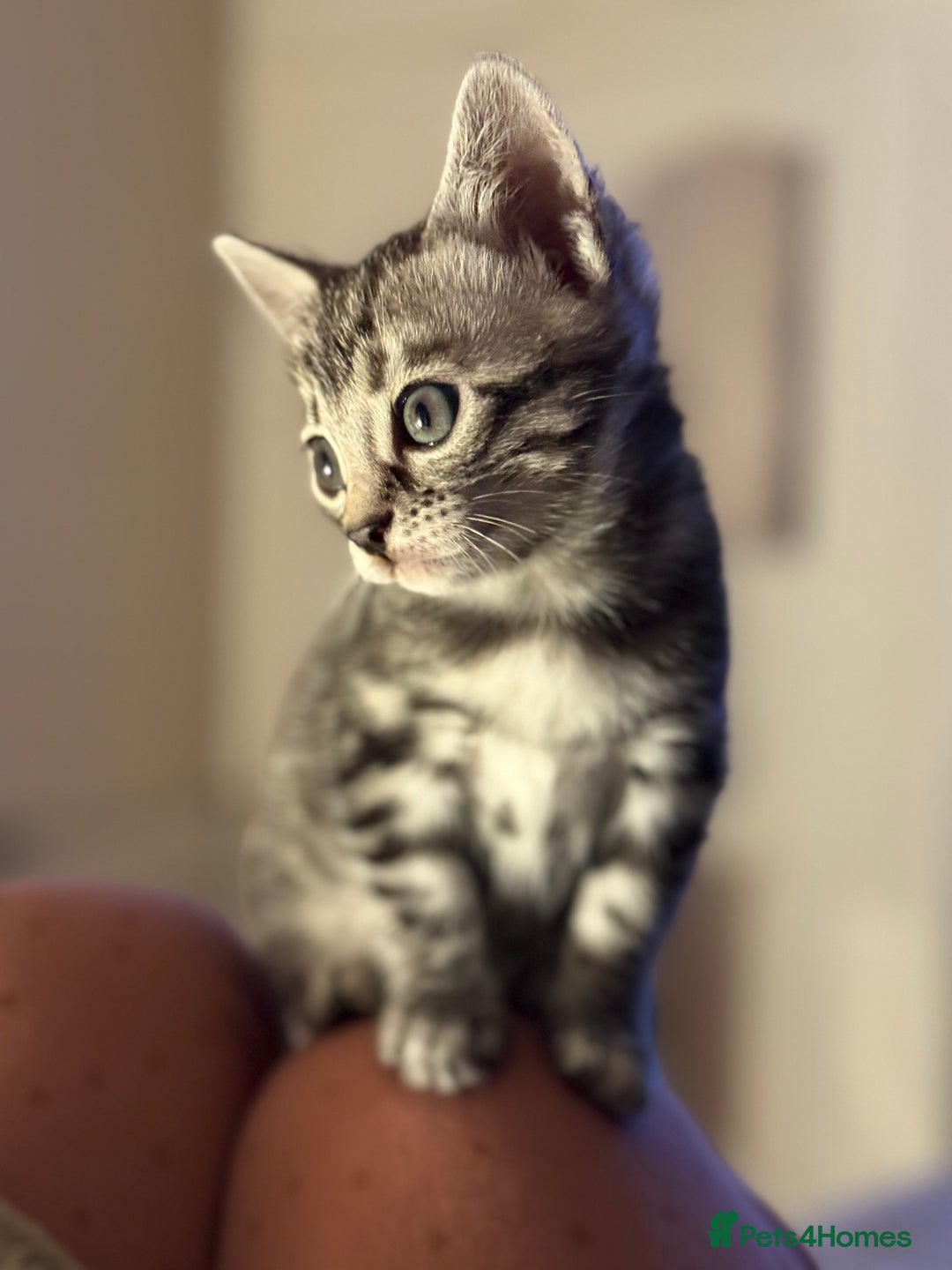 Bengal cats for sale: ⭐️Divine silver black spotted tabby bengal ⭐️ - Advert 37