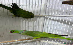 Ringnecks birds for sale: Breeding Pair Of Indian Ringneck Parrots - Image 3