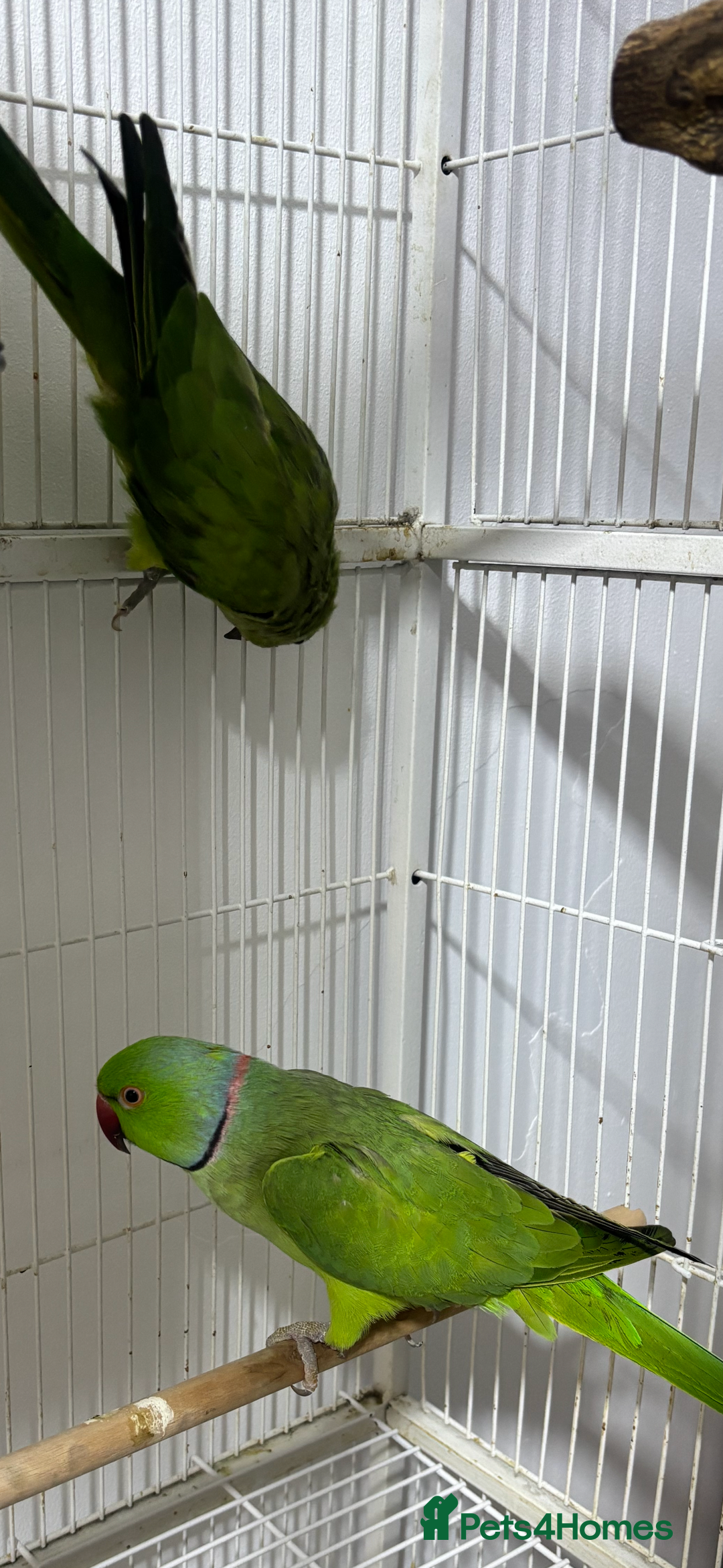 Ringnecks birds for sale: Breeding Pair Of Indian Ringneck Parrots - Image 3