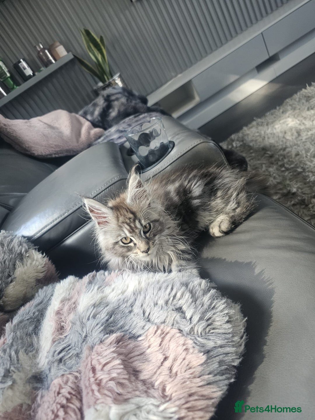 Maine Coon cats for sale: Beautiful male maine coon  - Image 5