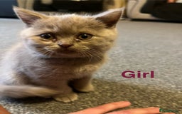 British Shorthair cats for sale: Little bundles of joy - Image 8