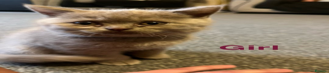 British Shorthair Kitten 5