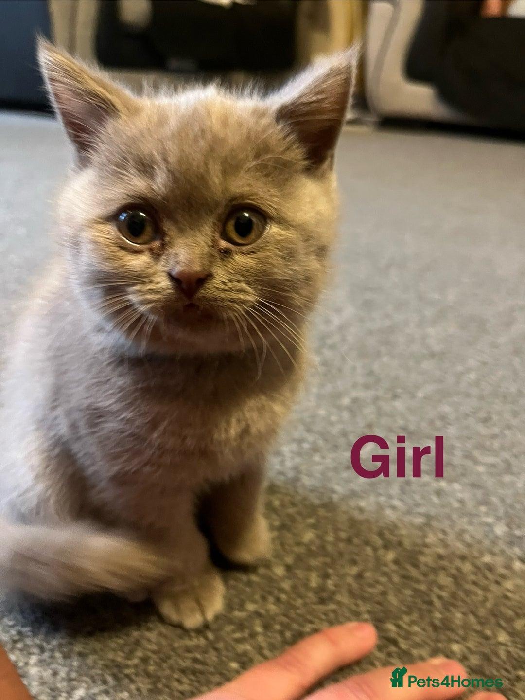 British Shorthair cats for sale: Little bundles of joy - Image 8
