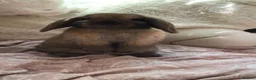 Mini Lop rabbits for sale: Mini lops for sale in Reading - Advert 4