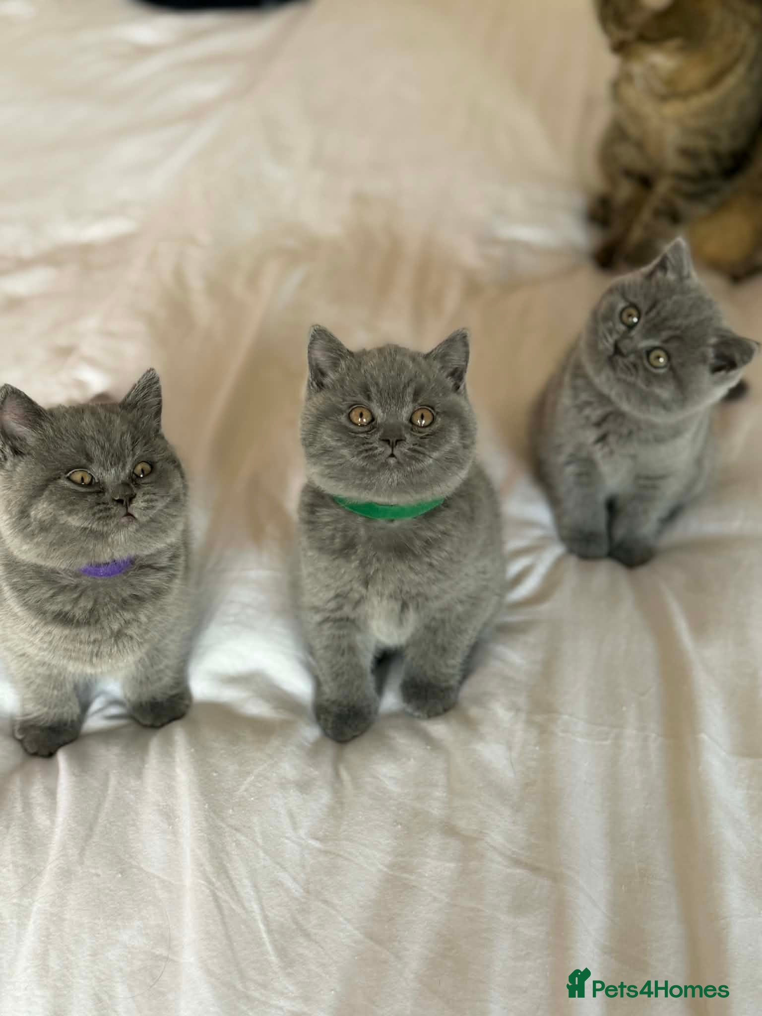 British Shorthair cats 🐾 British Shorthair Kittens – Carefully Raised - Advert 15