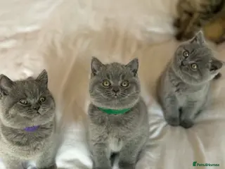 British Shorthair cats 🐾 British Shorthair Kittens – Carefully Raised - Advert 15