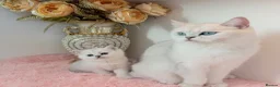 British Shorthair cats for sale: 😻TICA British Shorthair kittens 😻 - Advert 14