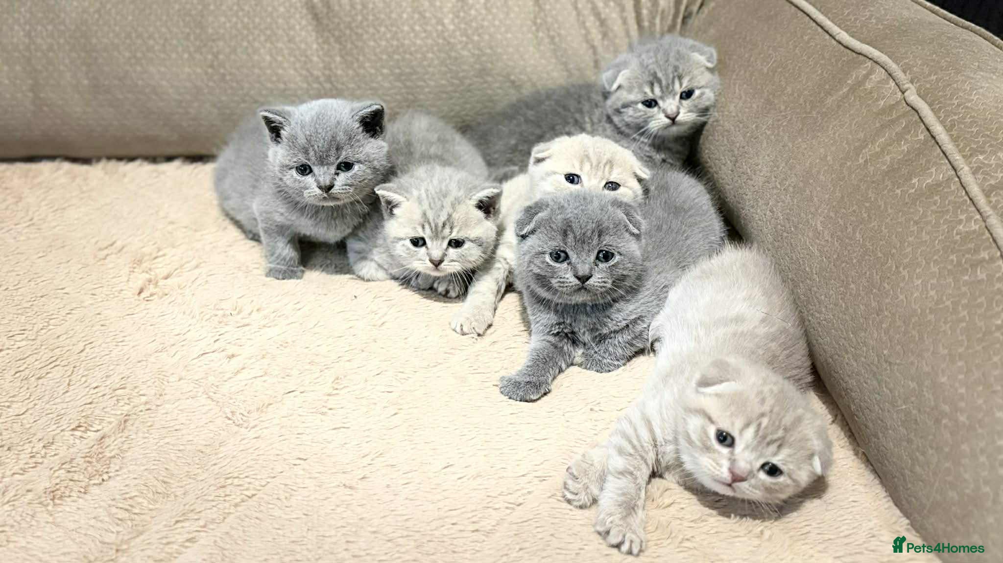 Scottish Fold cats Scottish Fold/Straight Kittens - Advert 1