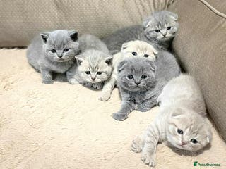 Scottish Fold cats Scottish Fold/Straight Kittens - Advert 4
