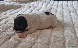 Jack Russell dogs for sale: Jack Russell puppies  - Advert 7