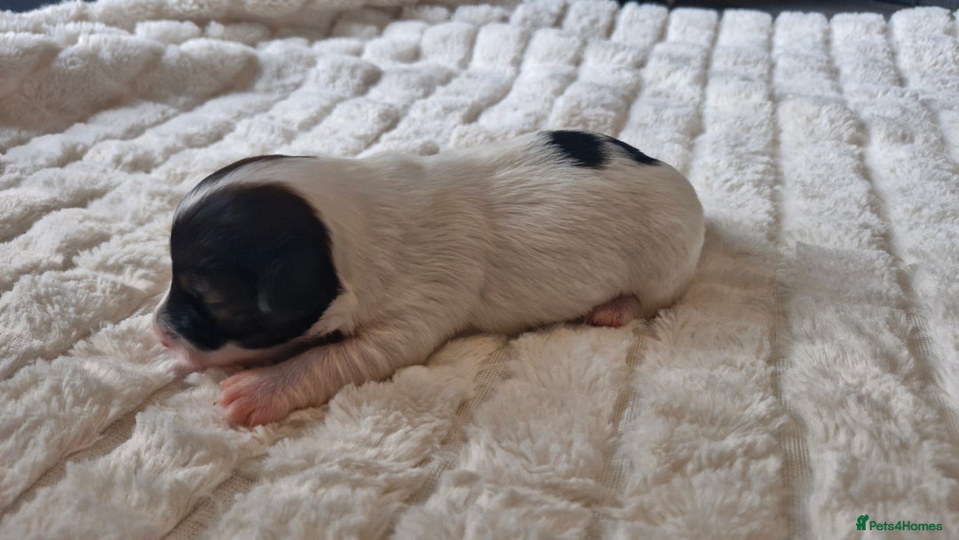 Jack Russell dogs for sale: Jack Russell puppies  - Advert 7