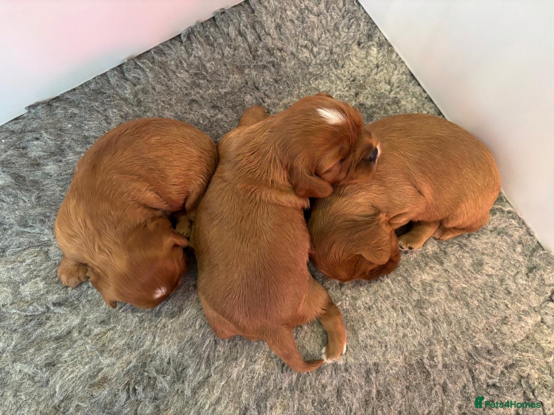 Cavalier King Charles Spaniel dogs for sale: Kc Reg, health tested Cavalier King Charles  - Advert 4