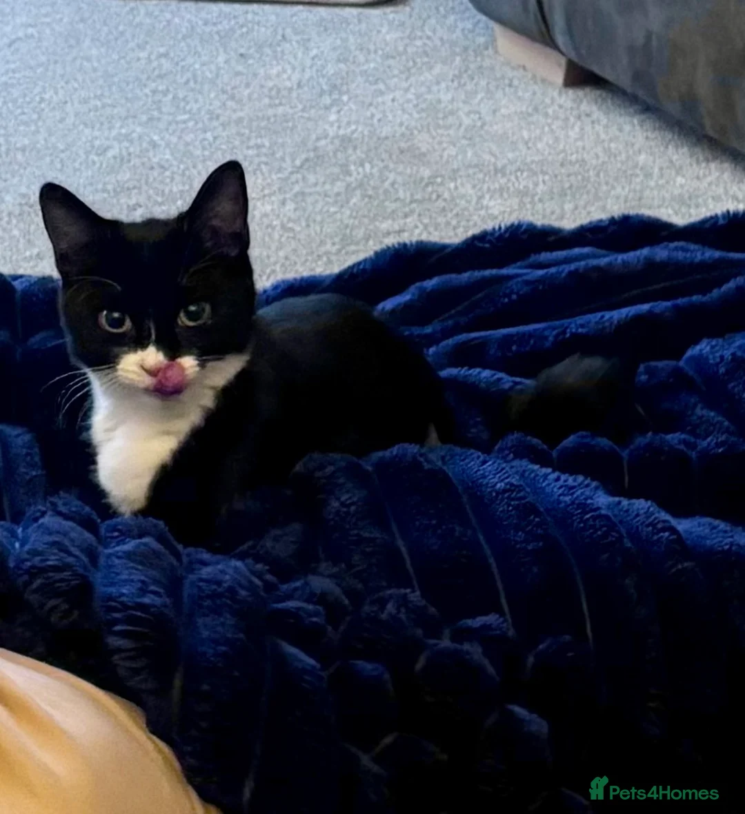 British Shorthair cats for sale: 6 month old female cat - Advert 2