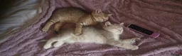 British Shorthair cats for sale: BRITISH SHORTHAIR BLACK GOLDEN SPOTTED TABBY - Advert 18
