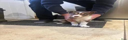 Border Collie dogs for sale: Border collie pups - Advert 1