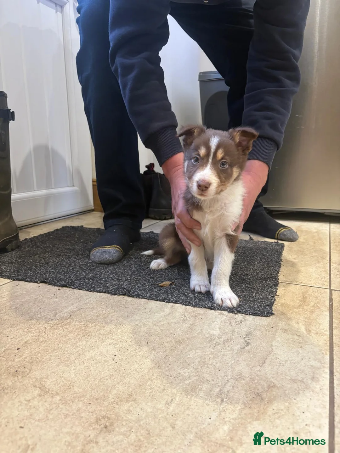 Border Collie dogs for sale: Border collie pups - Advert 1