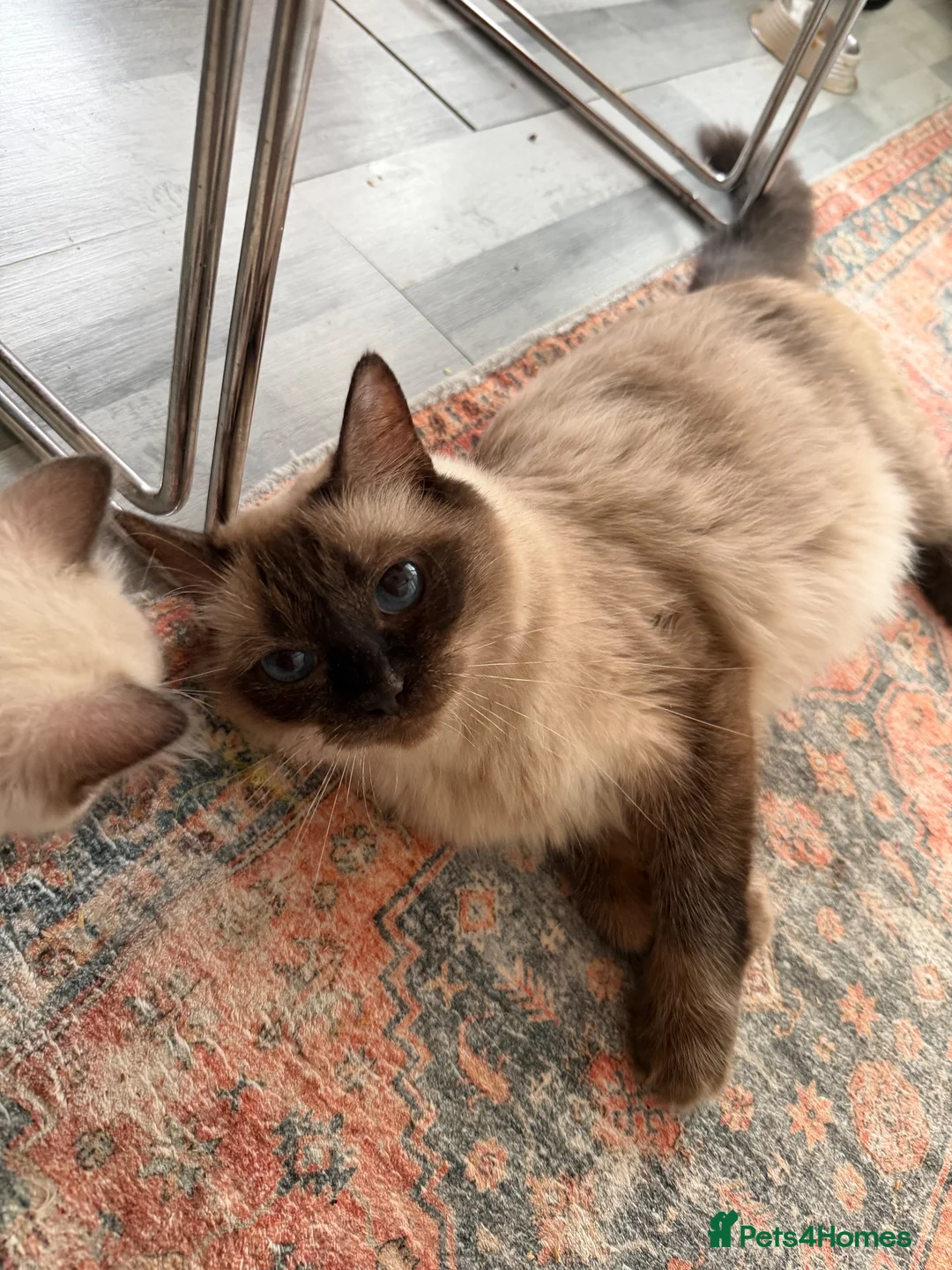 Ragdoll cats for sale: Ragdoll Kittens  - Advert 1
