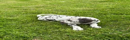 Dalmatian dogs for sale: Dalmatian puppies  - Advert 8