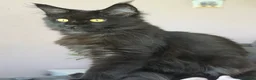 Maine Coon cats for sale: Tica registered black smoked male Maine coon - Advert 40