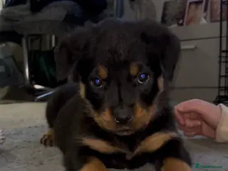 Rottweiler dogs Chunky Rottweiler pups - Advert 1