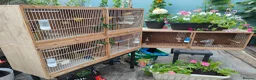 Canaries birds for sale: Male & Female Canaries for sale - Advert 10