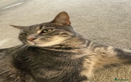 Mixed Breed cats for sale: Adorable tabby cat  - Image 1
