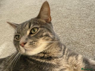 Mixed Breed cats - Advert 3