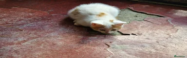 White and ginger male 2
