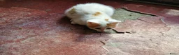 Mixed Breed cats for sale: Farm Kittens - Advert 4